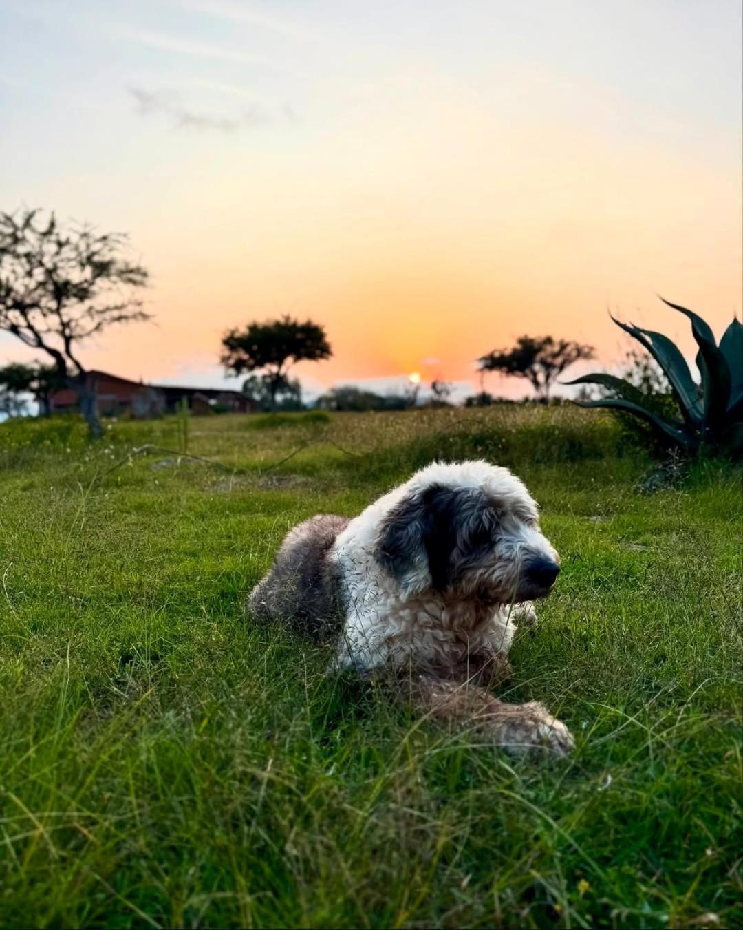 瓦斯卡坎波 El Gato Glamping Con Vista A Prismas Basalticos酒店 外观 照片