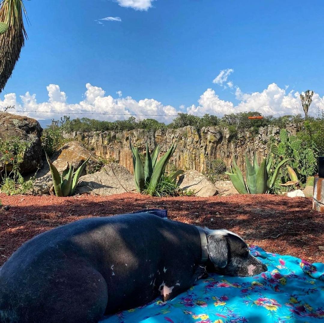 瓦斯卡坎波 El Gato Glamping Con Vista A Prismas Basalticos酒店 外观 照片