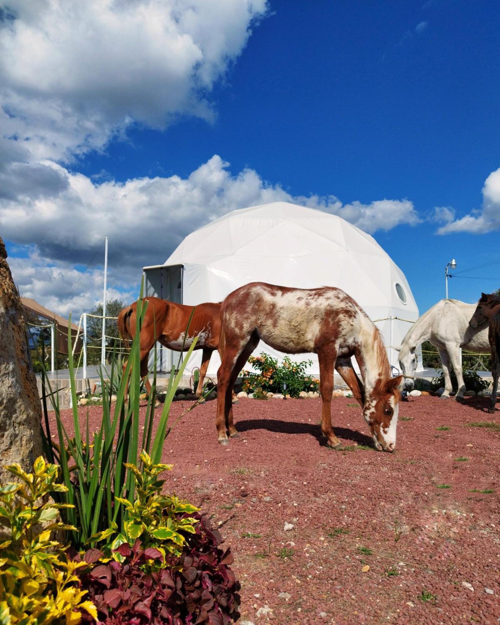 瓦斯卡坎波 El Gato Glamping Con Vista A Prismas Basalticos酒店 外观 照片